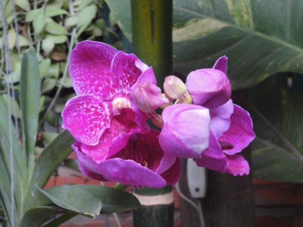 סיאם ריפ Big Lyna Villa מראה חיצוני תמונה